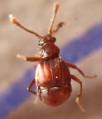Réf. 352 783 : Reichenbachia juncorum