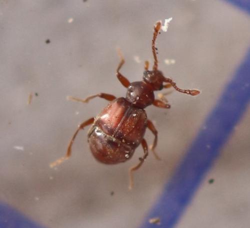 Réf. 352 841 : Brachyglutini inconnu