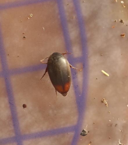 Eucinetus haemorrhoidalis