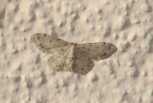 Réf. 352 376 : Idaea libycata