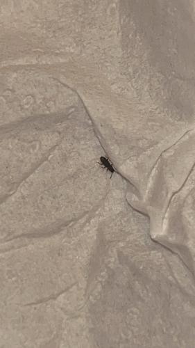 Oryzaephilus sp.