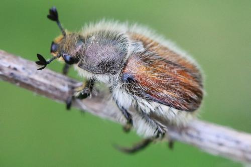 Anisoplia villosa