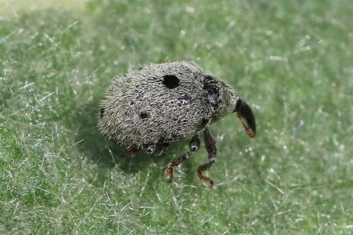 Cionus olens
