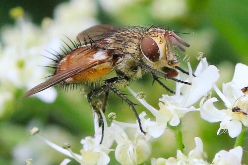 Frontina laeta