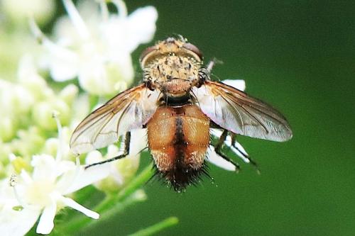 Frontina laeta