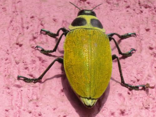 Euchroma giganteum