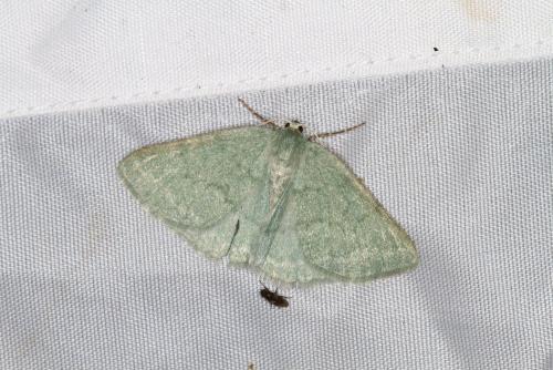 Réf. 352 624 : Pseudoterpna pruinata