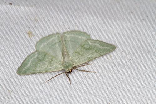 Réf. 352 625 : Pseudoterpna pruinata