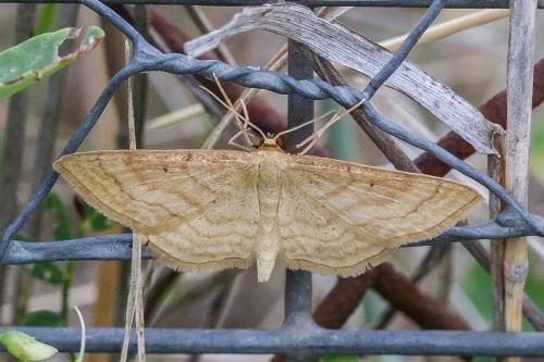 Idaea rufaria