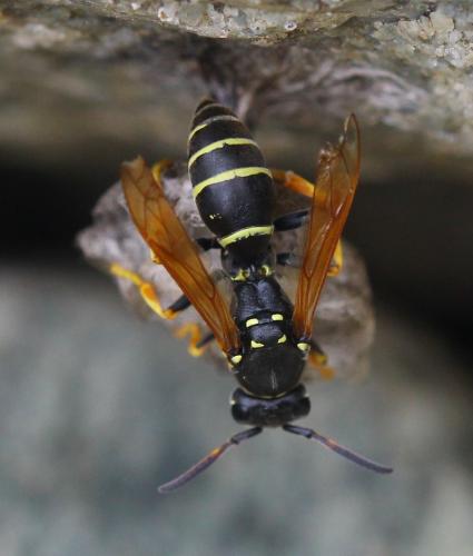 Réf. 352 409 : Polistes biglumis