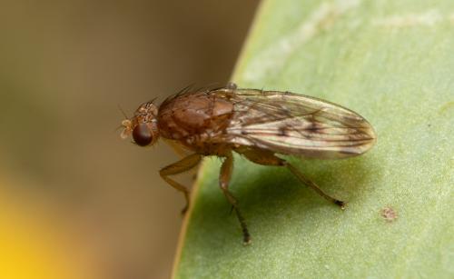 Réf. 352 564 : Suillia variegata