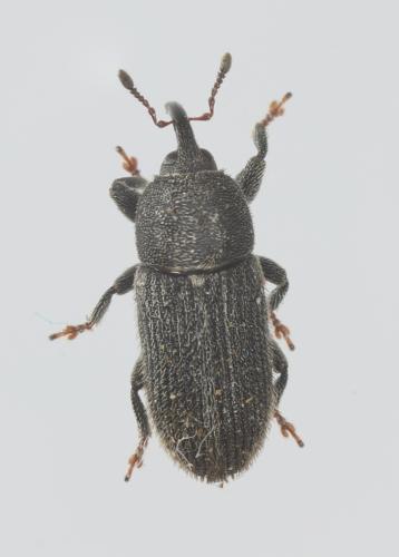 Réf. 352 859 : Mecinus pyraster