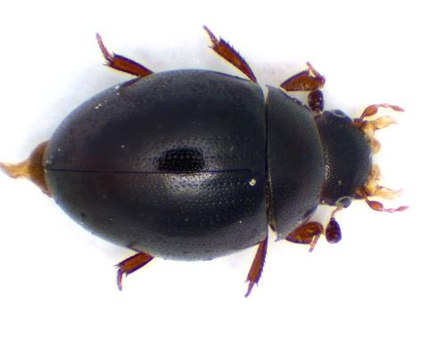 Megasternum sp.