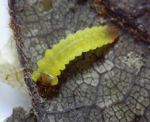 Réf. 352 034 : Tischeria ekebladella