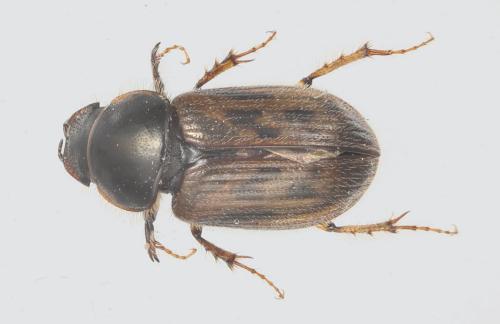 Nimbus contaminatus