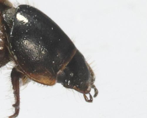 Réf. 352 327 : Nimbus contaminatus