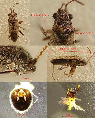 Réf. 352 438 : Nysius ericae