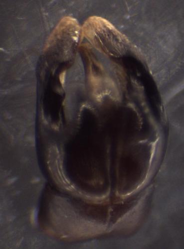 Andrena pilipes