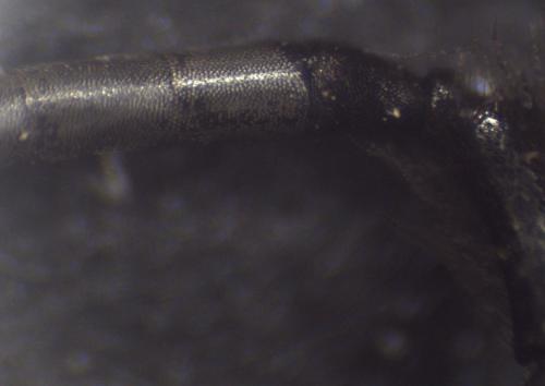 Andrena pilipes