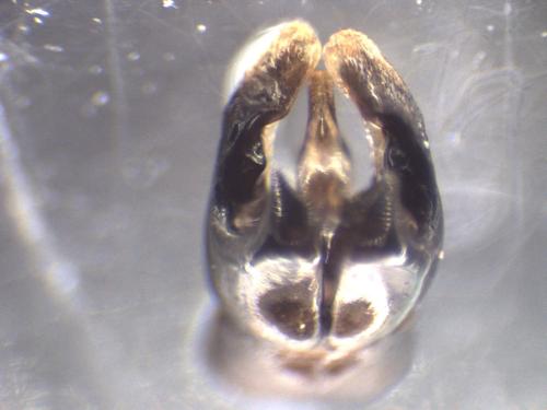 Andrena pilipes