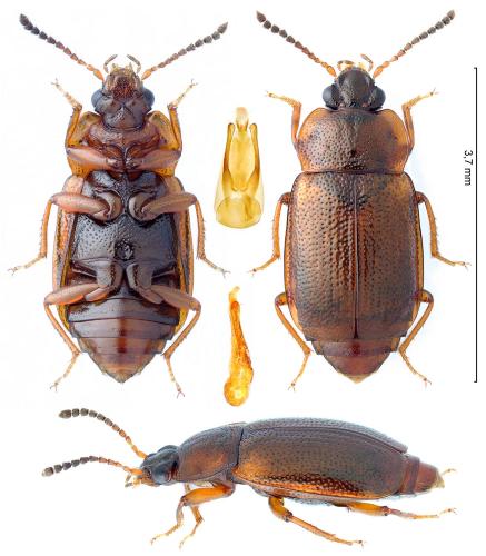 Anthobium melanocephalum