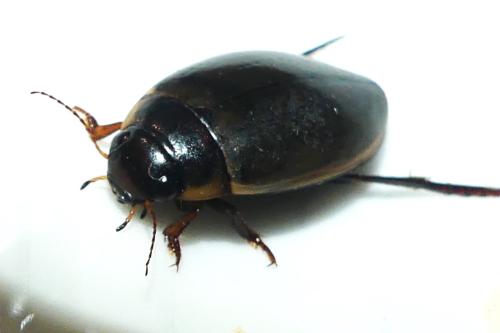 Colymbetes fuscus