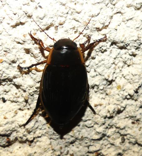 Réf. 352 810 : Dytiscus dimidiatus