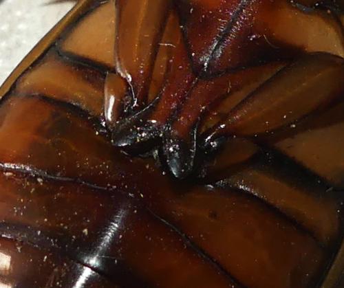 Dytiscus dimidiatus