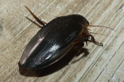 Réf. 352 811 : Dytiscus dimidiatus