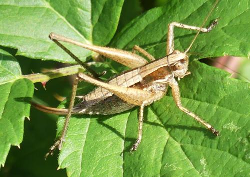 Yersinella raymondii