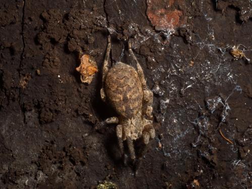 Réf. 352 884 : Zoropsis spinimana
