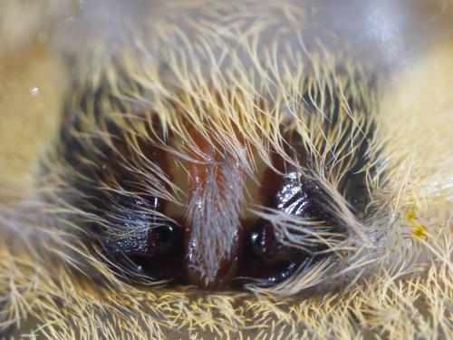 Réf. 352 777 : Zoropsis spinimana