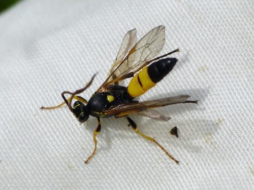 Réf. 352 072 : Spilothyrateles illuminatorius