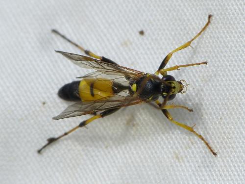 Réf. 352 073 : Spilothyrateles illuminatorius
