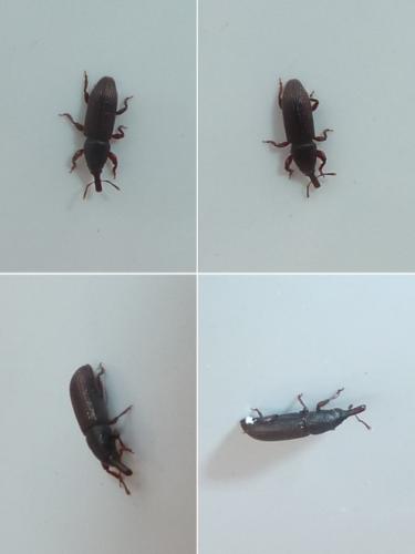 Cossoninae