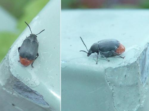 Bruchidius siliquastri
