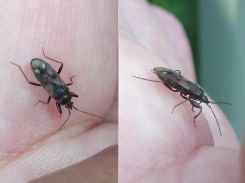 Réf. 352 756 : Eremocoris fenestratus