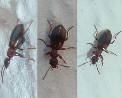 Réf. 352 763 : Omonadus sp.
