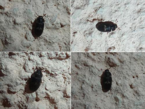 Réf. 352 648 : Biphyllus lunatus