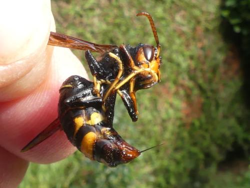 Vespa velutina