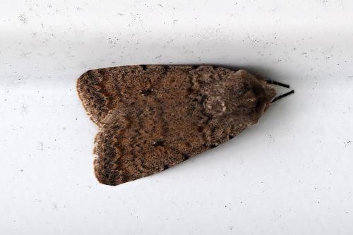 Réf. 352 578 : Caradrina clavipalpis