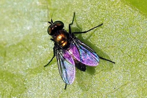 Réf. 352 621 : Chrysotus sp.
