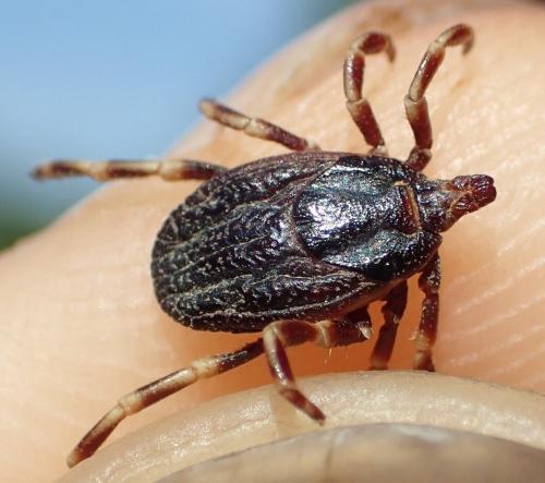 Hyalomma marginatum