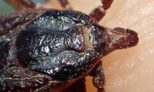Hyalomma marginatum