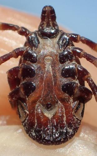 Réf. 352 049 : Hyalomma marginatum
