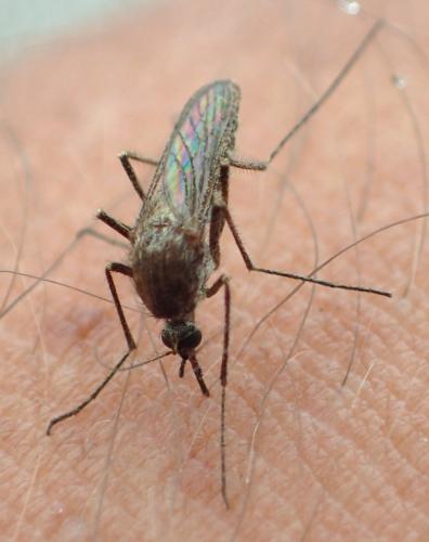 Réf. 352 349 : Culex pipiens