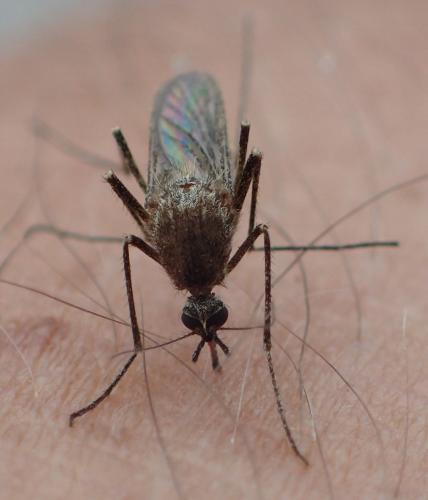 Réf. 352 351 : Culex pipiens
