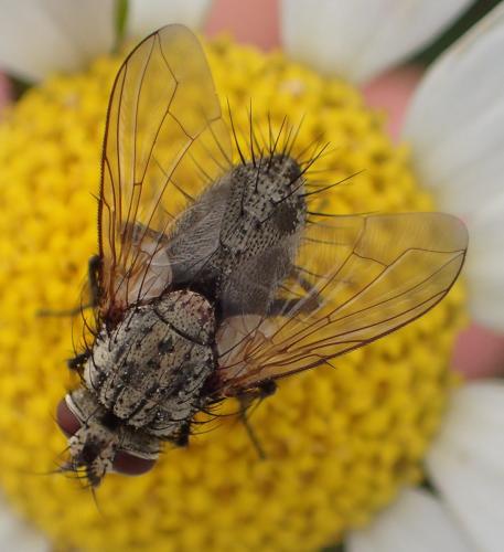 Bithia modesta