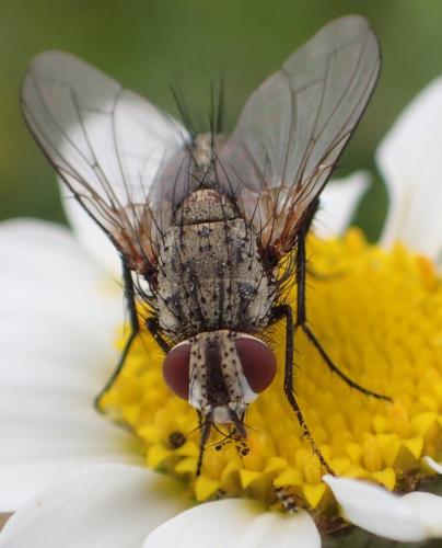 Bithia modesta