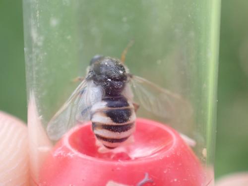 Réf. 352 363 : Ogcodes gibbosus
